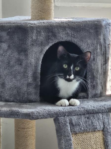 Racquette, Adoptable, Adult Female Domestic Short Hair.