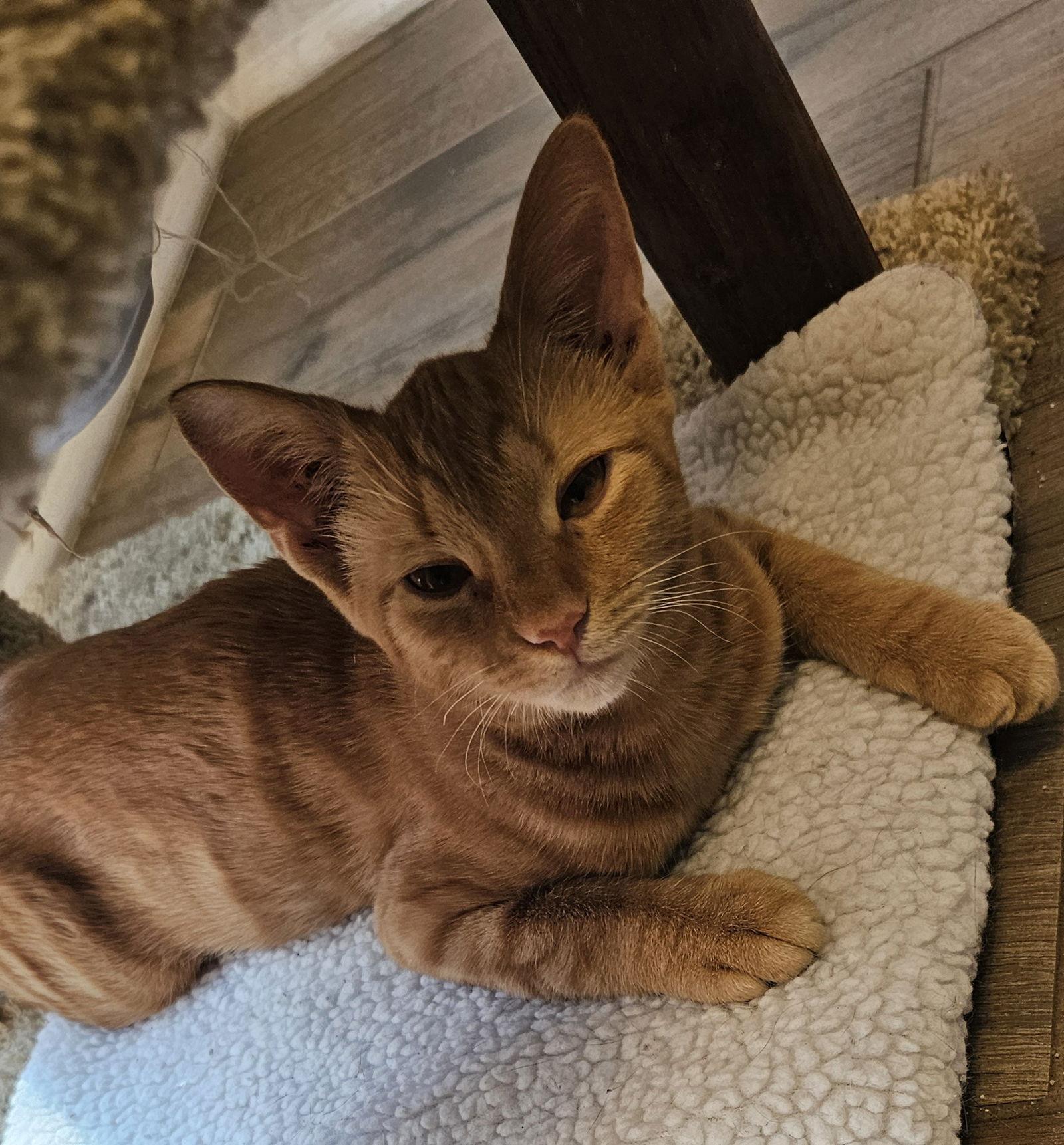 Dundee 5.30.25, Adoptable, Kitten Female Domestic Short Hair.