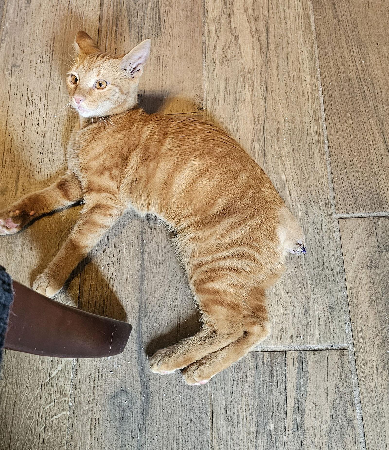 Enlarge Dundee 5.30.25, a Adoptable Domestic Short Hair in Apopka, FL image 2/3