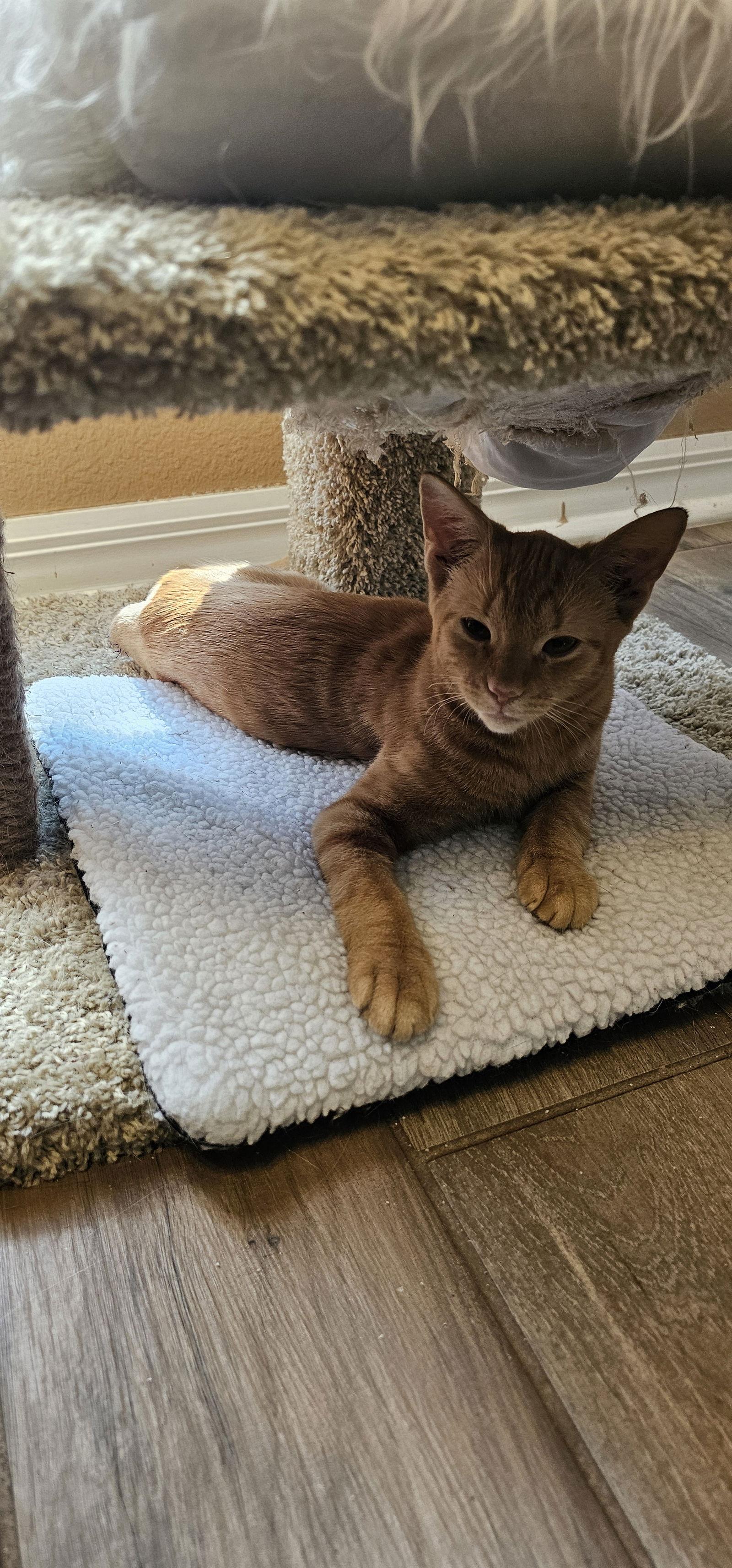 Enlarge Dundee 5.30.25, a Adoptable Domestic Short Hair in Apopka, FL image 3/3