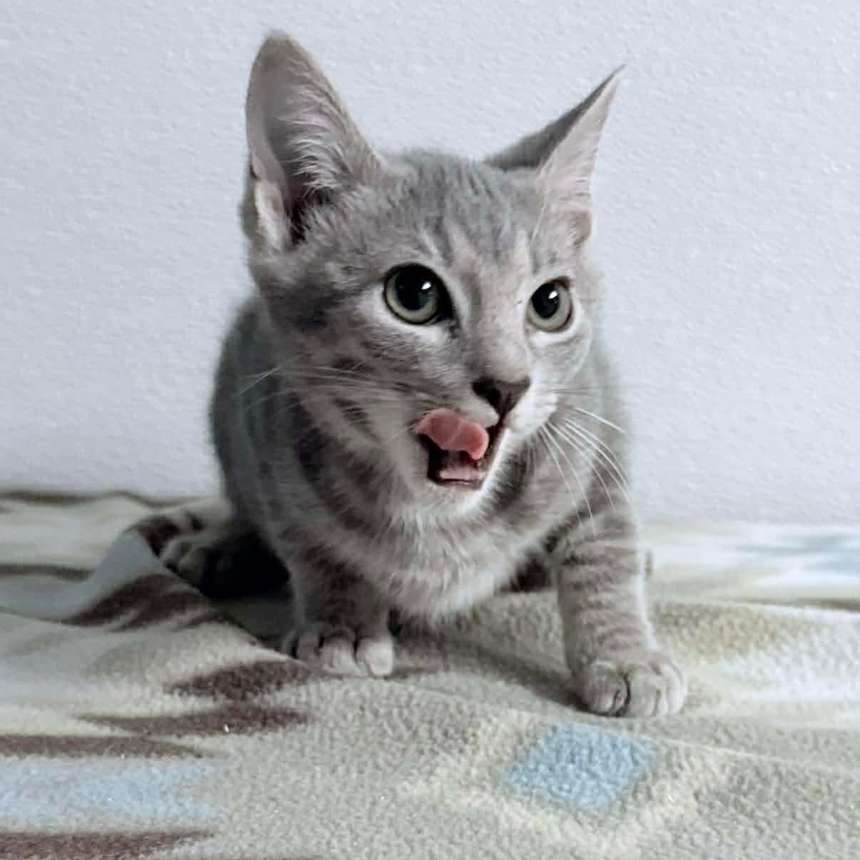 Ash, an adopted Tabby in Kannapolis, NC image 4/4