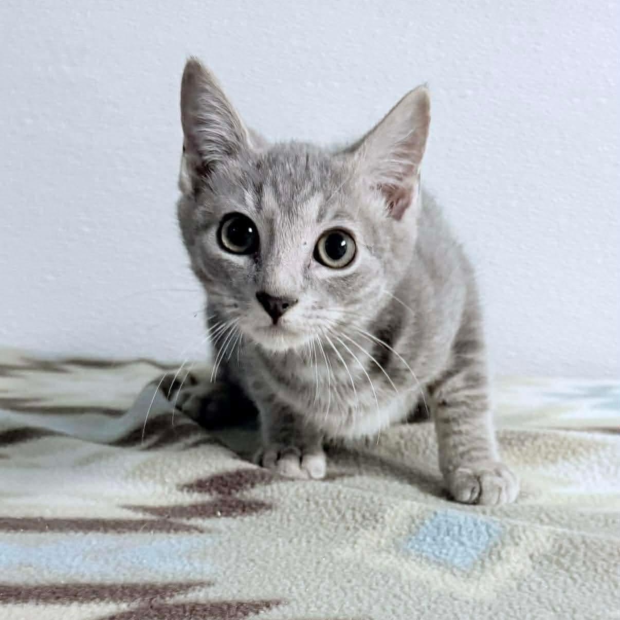 Ash, adopted, Kitten Male Tabby.