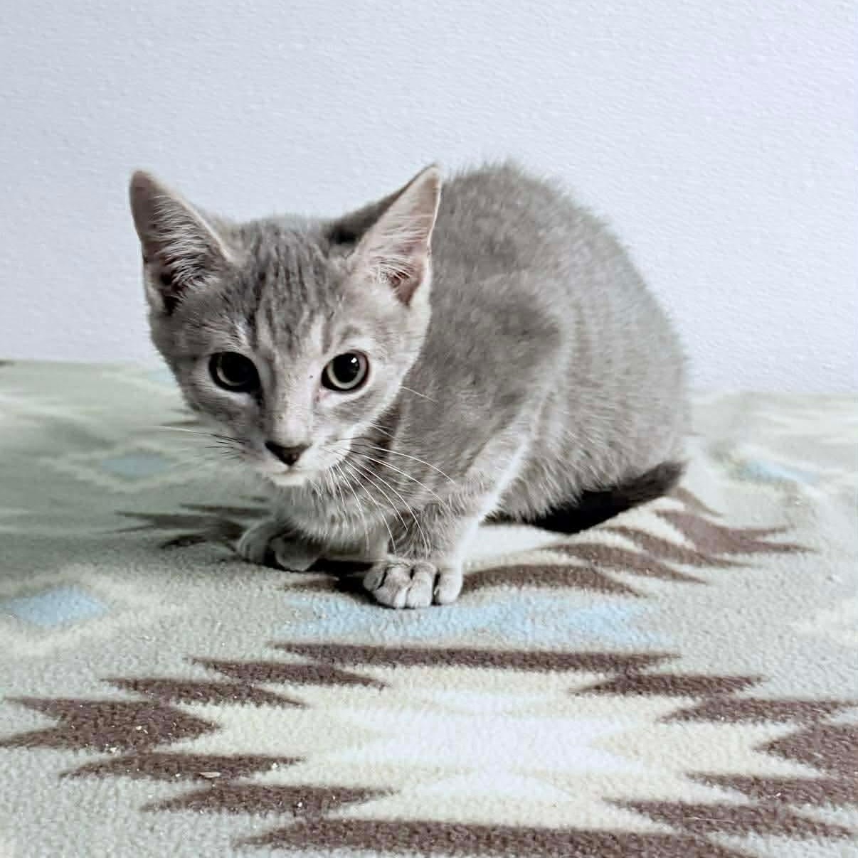 Ash, an adopted Tabby in Kannapolis, NC image 3/4