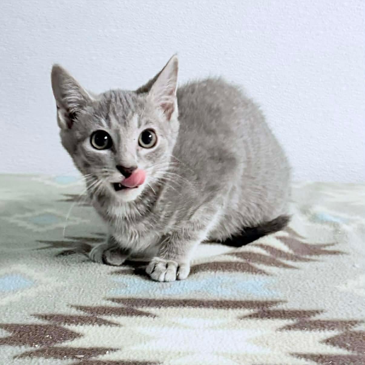 Ash, an adopted Tabby in Kannapolis, NC image 2/4