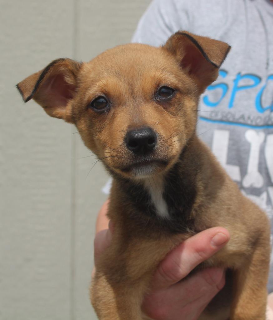 Daria, Adoptable, Puppy Female Miniature Pinscher & Mixed Breed.
