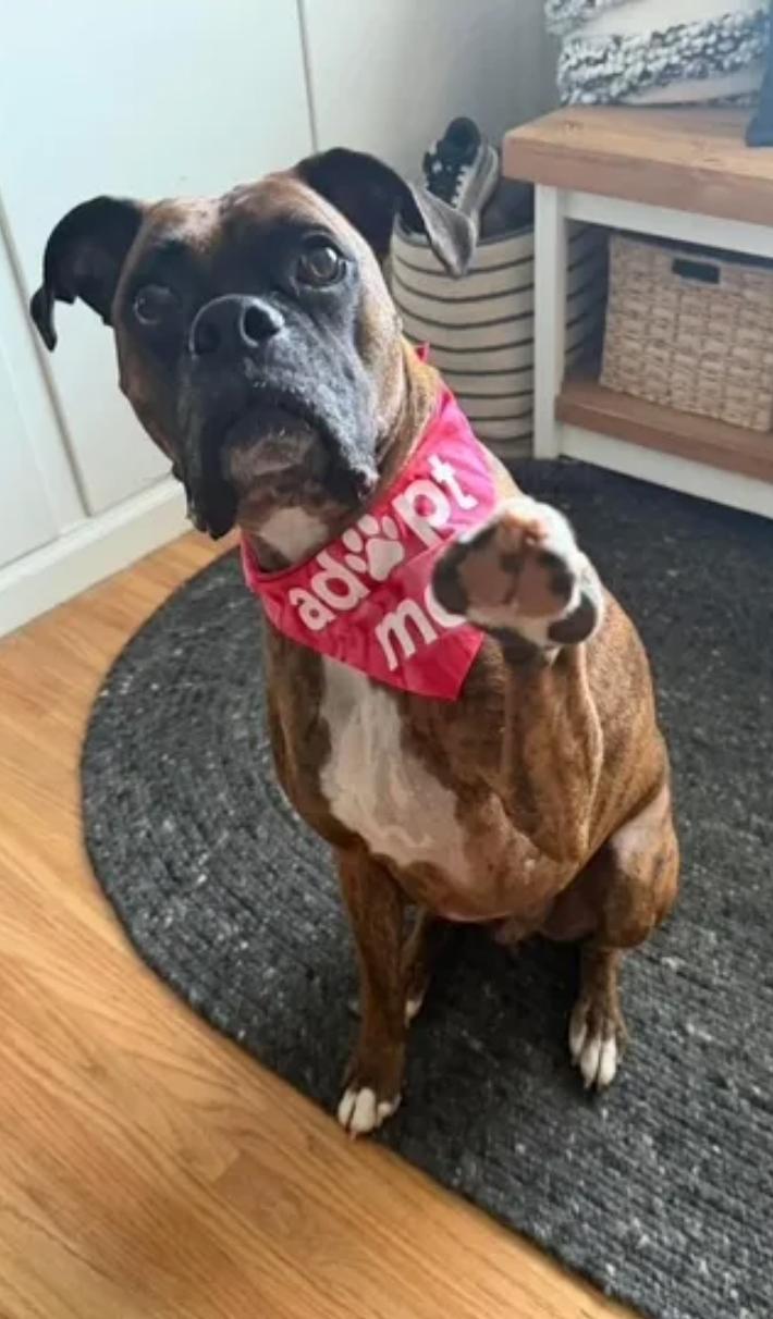 Diego-boxer, an adopted Boxer in Hamburg, NY image 1/6