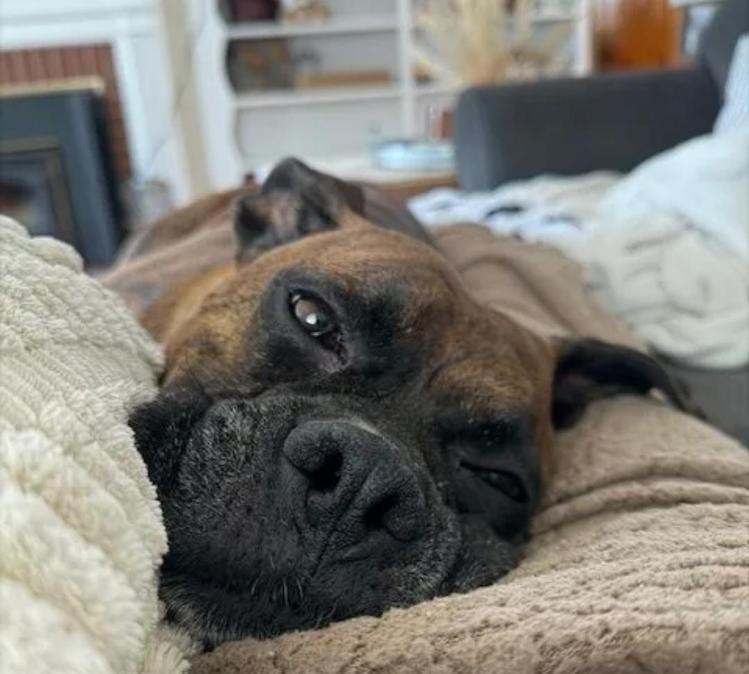 Diego-boxer, an adopted Boxer in Hamburg, NY image 3/6