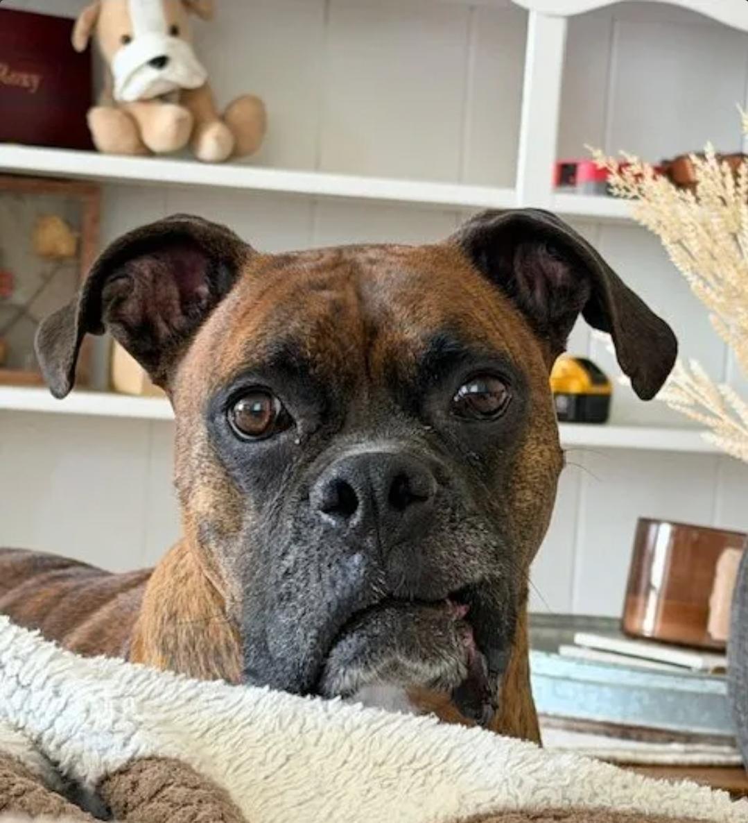 Diego-boxer, an adopted Boxer in Hamburg, NY image 2/6