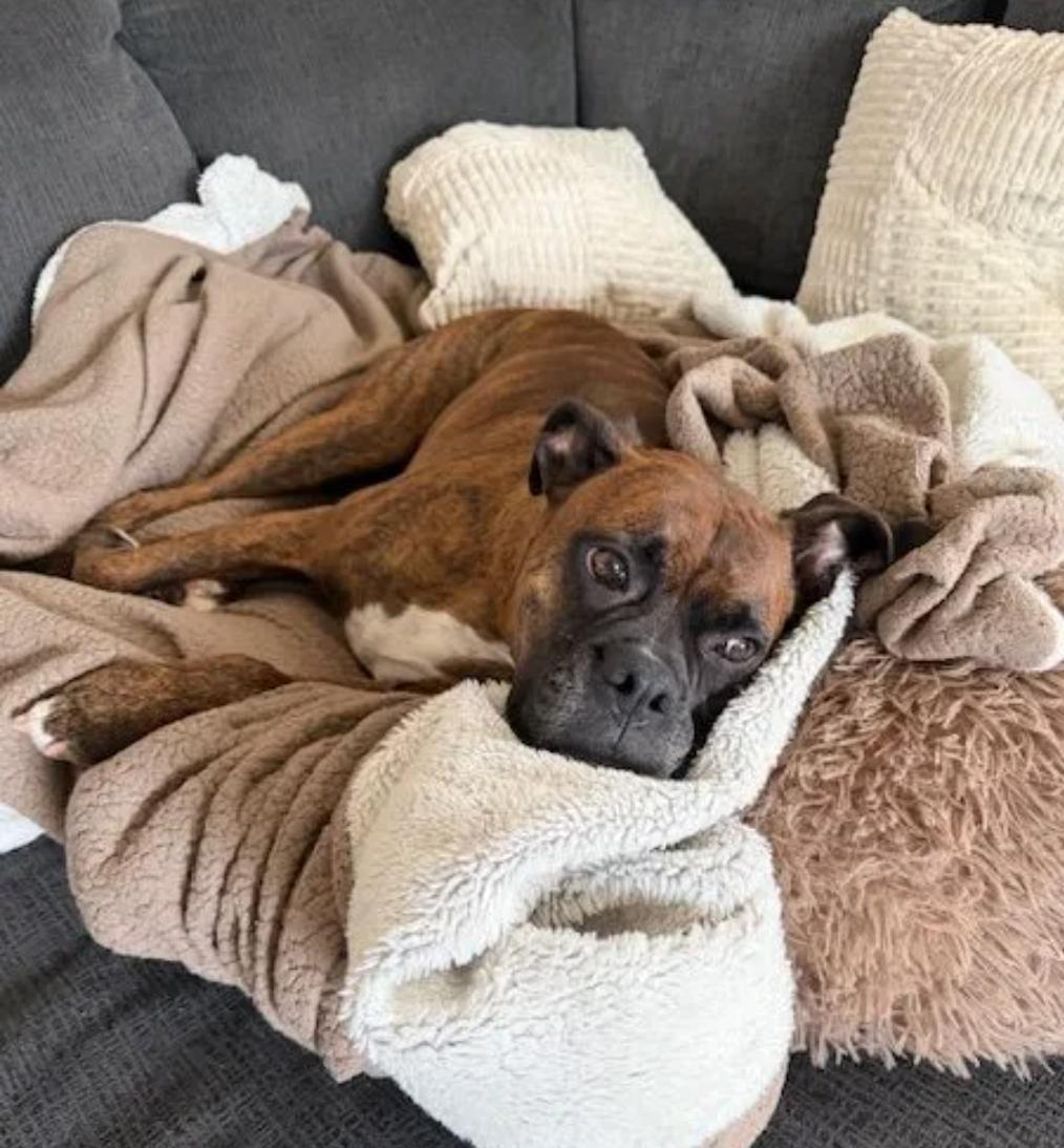 Diego-boxer, an adopted Boxer in Hamburg, NY image 4/6