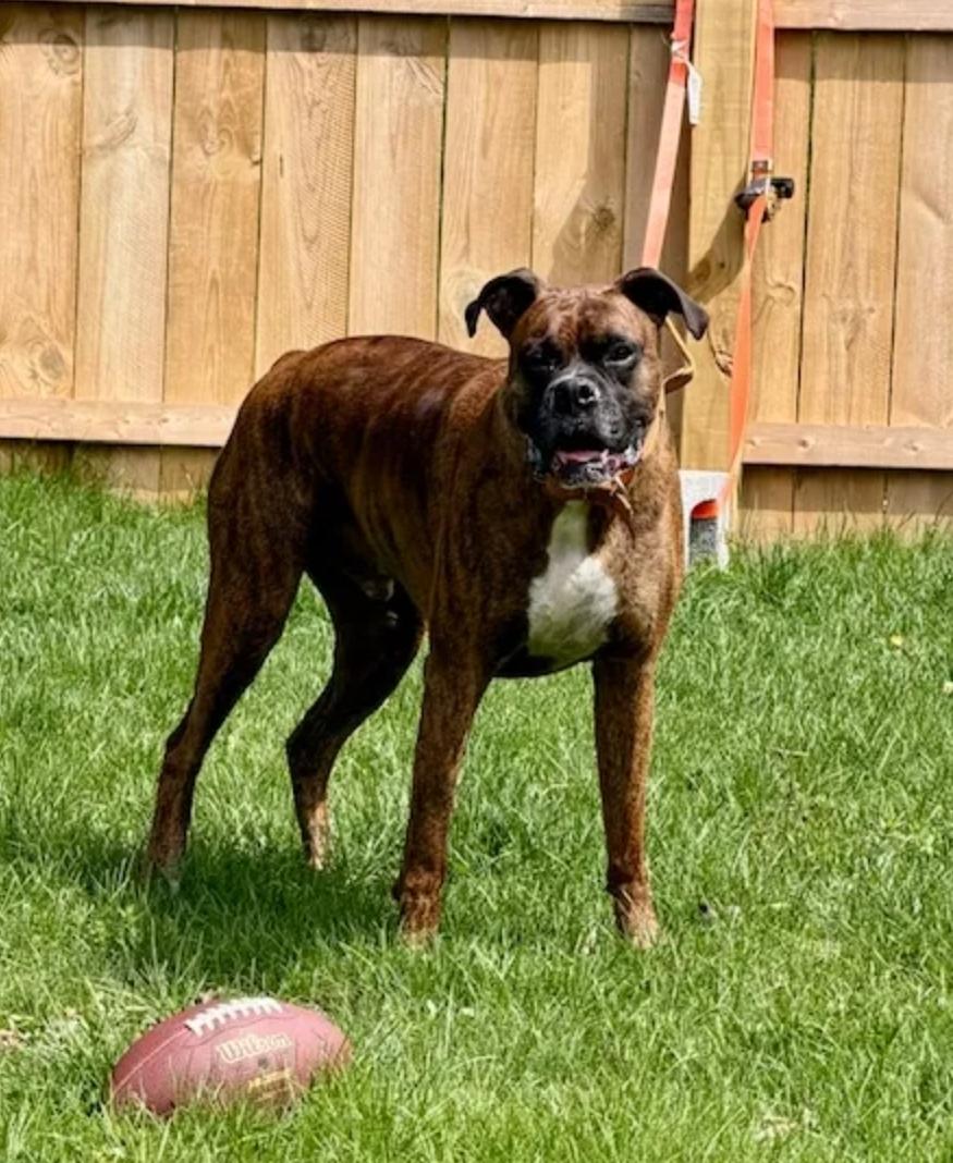 Diego-boxer, an adopted Boxer in Hamburg, NY image 6/6