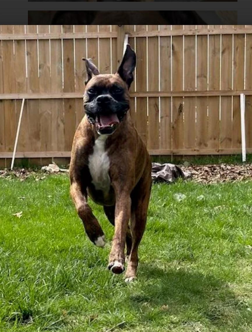 Diego-boxer, an adopted Boxer in Hamburg, NY image 5/6