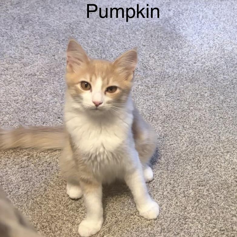 Pumpkin, Adoptable, Kitten Male Domestic Medium Hair.