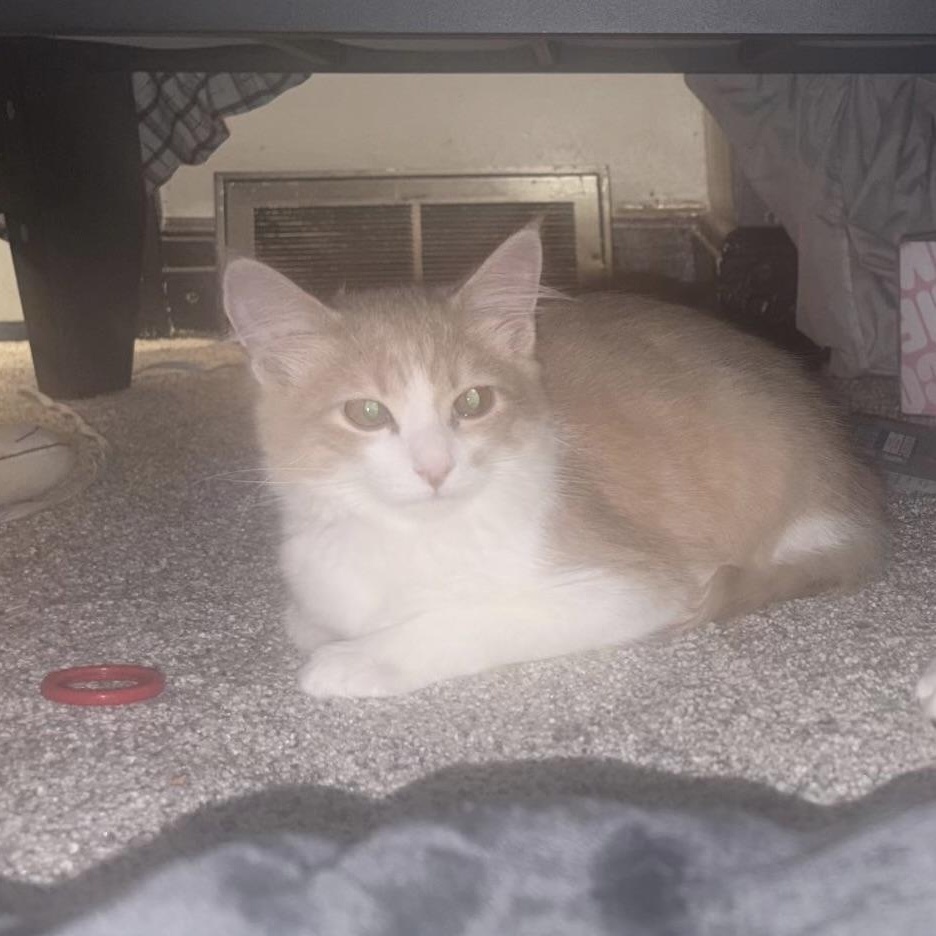 Enlarge Pumpkin, a Adoptable Domestic Medium Hair in Menasha, WI image 2/2