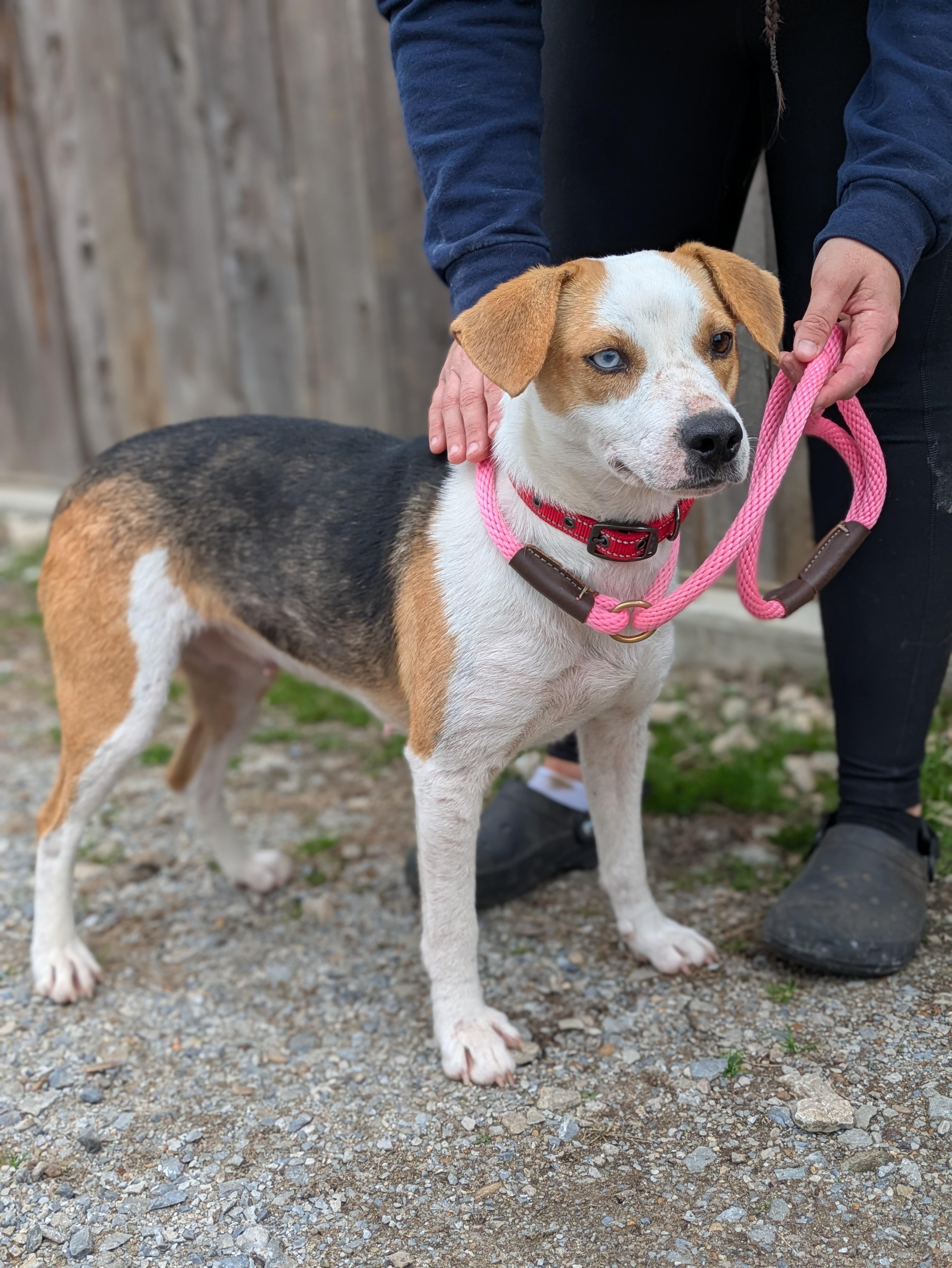 Lemon, adopted, Young Female Beagle.
