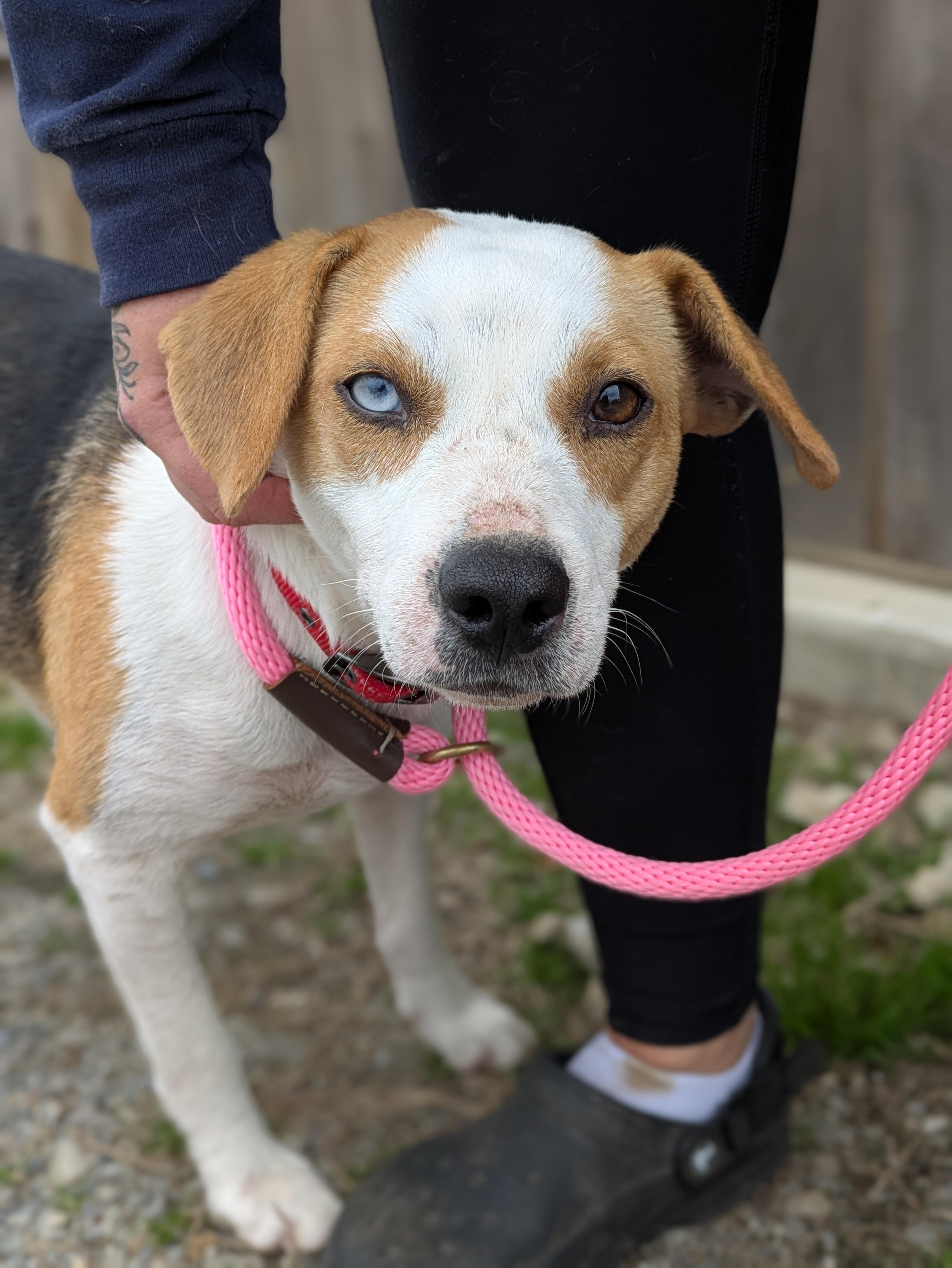 Enlarge Lemon, an adopted mixed breed in Huntsville, AL image 2/3