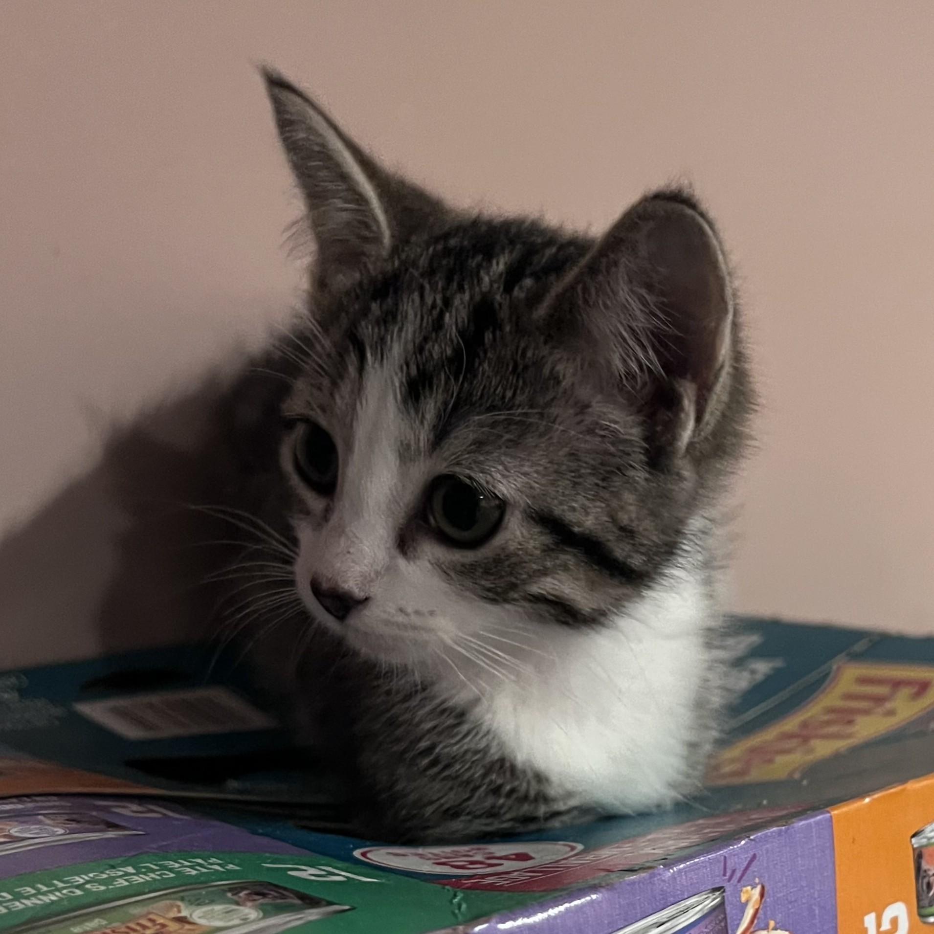 Mira, Adopted, Kitten Female Domestic Short Hair.