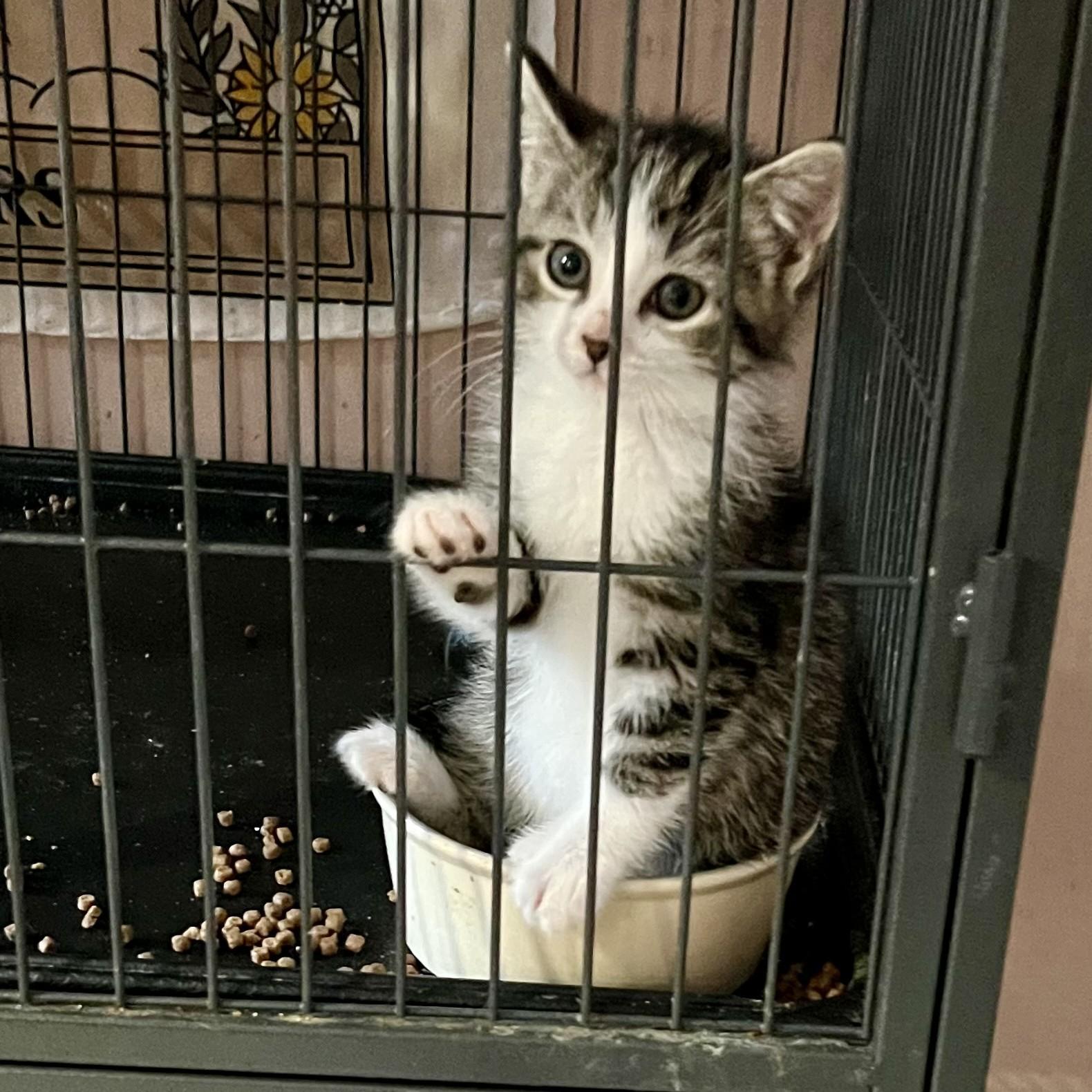 Enlarge Mira, a Adopted Domestic Short Hair in Scarborough, ON image 2/3