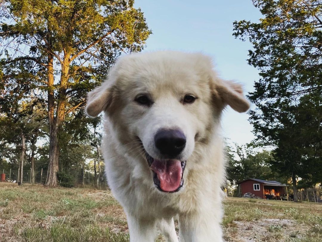 Enlarge Bumble, a Adopted Great Pyrenees in Columbus, OH image 1/6