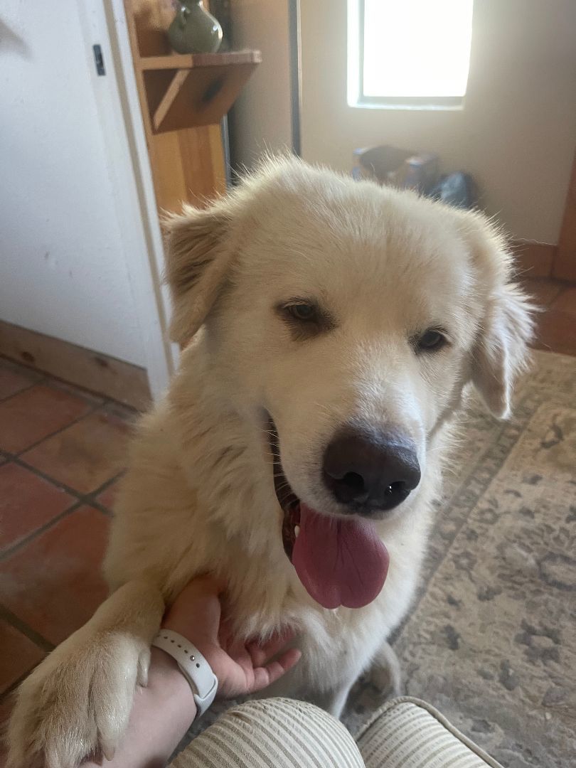 Enlarge Bumble, a Adopted Great Pyrenees in Columbus, OH image 2/6
