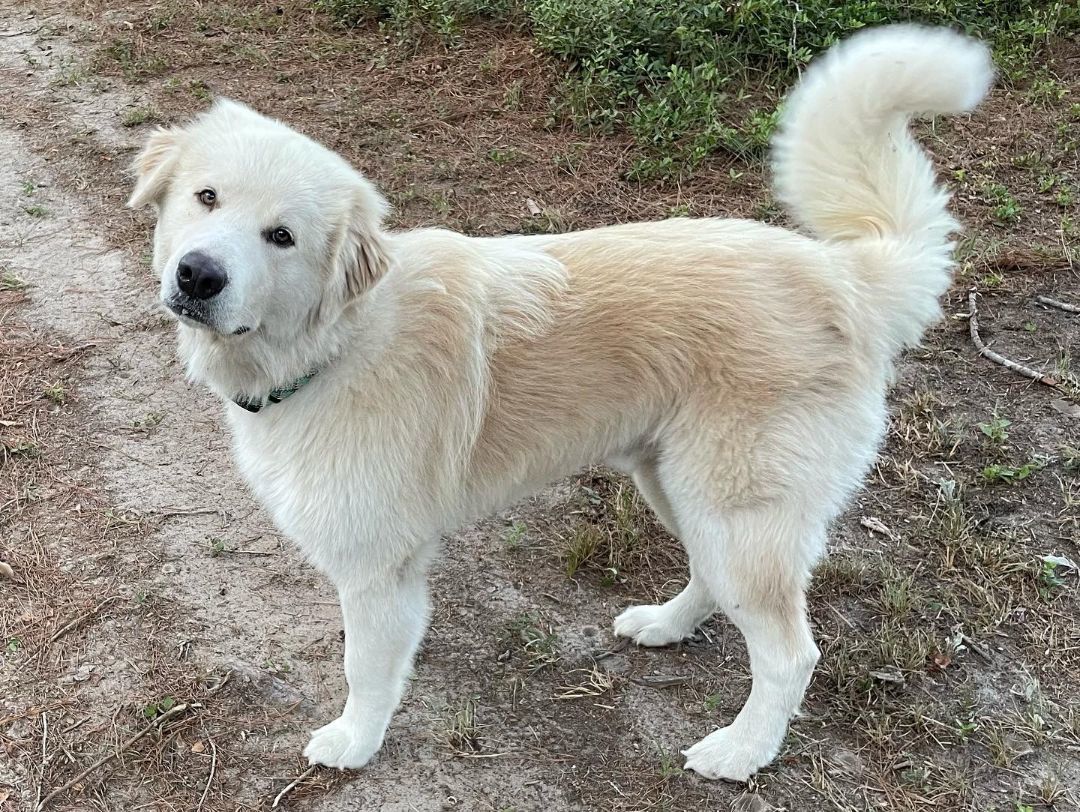Enlarge Bumble, a Adopted Great Pyrenees in Columbus, OH image 3/6