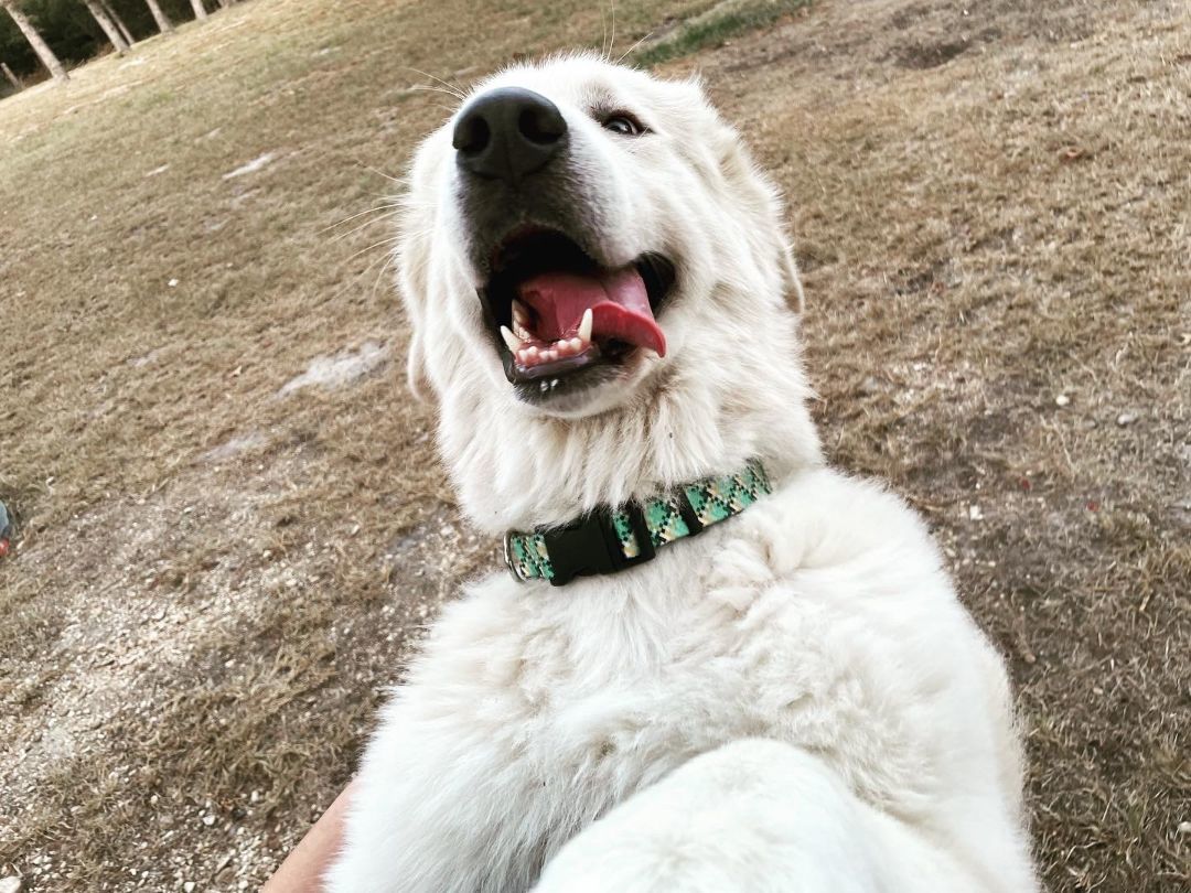Enlarge Bumble, a Adopted Great Pyrenees in Columbus, OH image 4/6