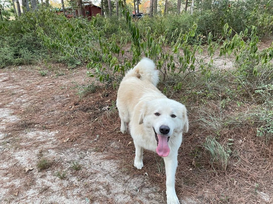 Enlarge Bumble, a Adopted Great Pyrenees in Columbus, OH image 5/6