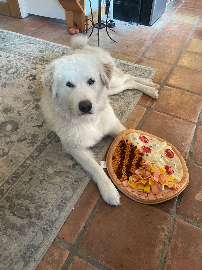 Enlarge Bumble, a Adopted Great Pyrenees in Columbus, OH image 6/6