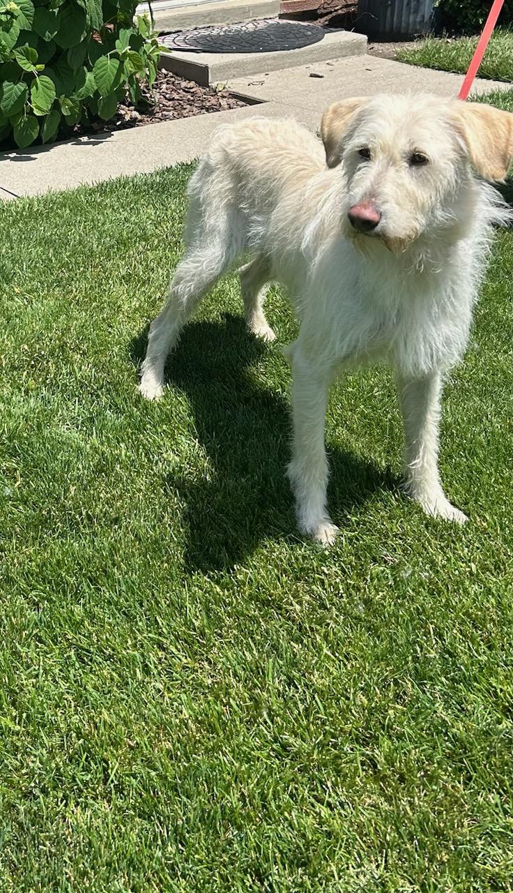 BRIAR (ohiosdrescue(at)gmail.com), a ADOPTABLE Labradoodle in Elyria, OH image 2/3