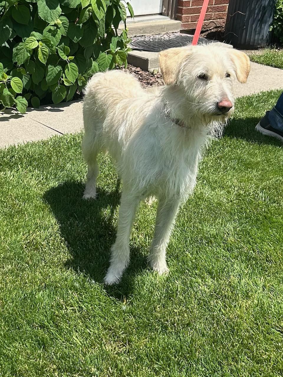 BRIAR (ohiosdrescue(at)gmail.com), a ADOPTABLE Labradoodle in Elyria, OH image 3/3