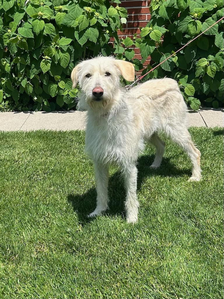 BRIAR (ohiosdrescue(at)gmail.com), ADOPTABLE, Adult Female Labradoodle.
