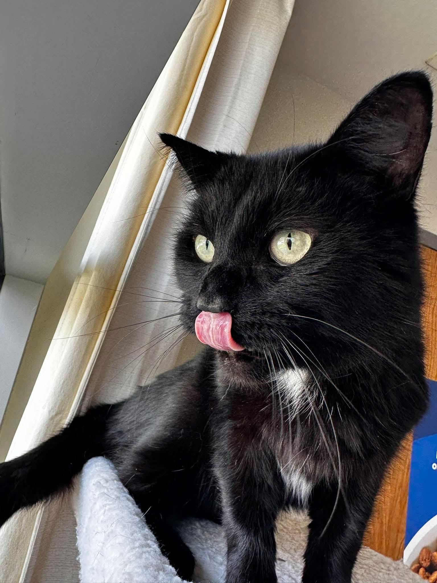 Eclipse, Adult Male Domestic Short Hair