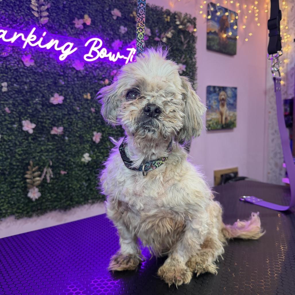 Enlarge Moe, a Adoptable Shih Tzu in North Port, FL image 2/6