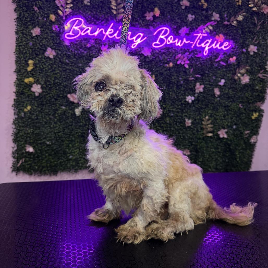 Enlarge Moe, a Adoptable Shih Tzu in North Port, FL image 3/6