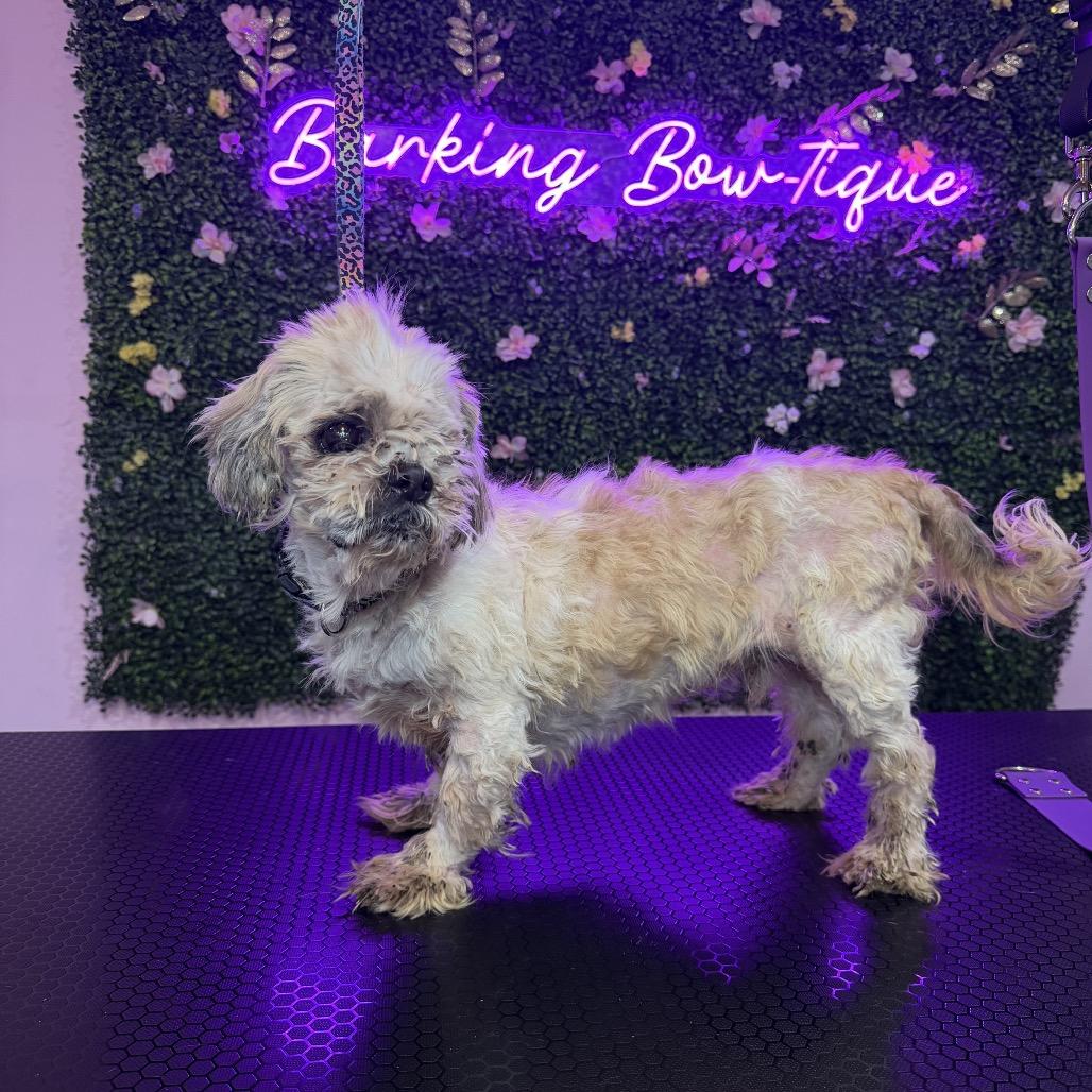 Enlarge Moe, a Adoptable Shih Tzu in North Port, FL image 4/6