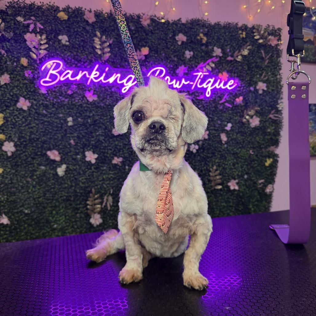 Enlarge Moe, a Adoptable Shih Tzu in North Port, FL image 5/6