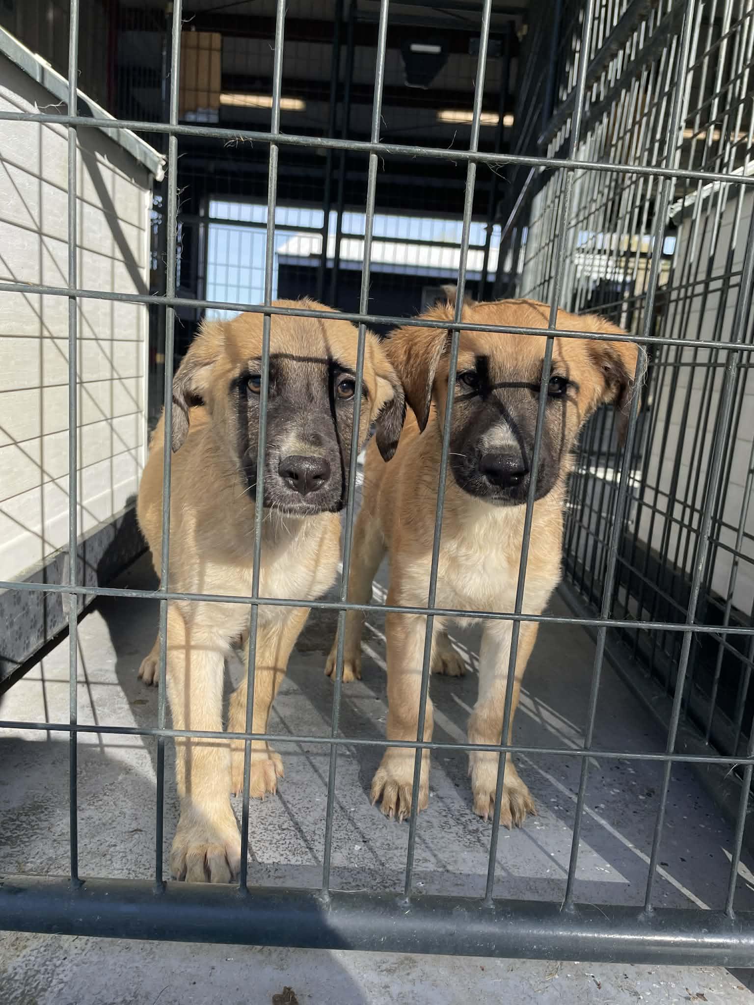 Charlie, ADOPTABLE, Puppy Male Mixed Breed.