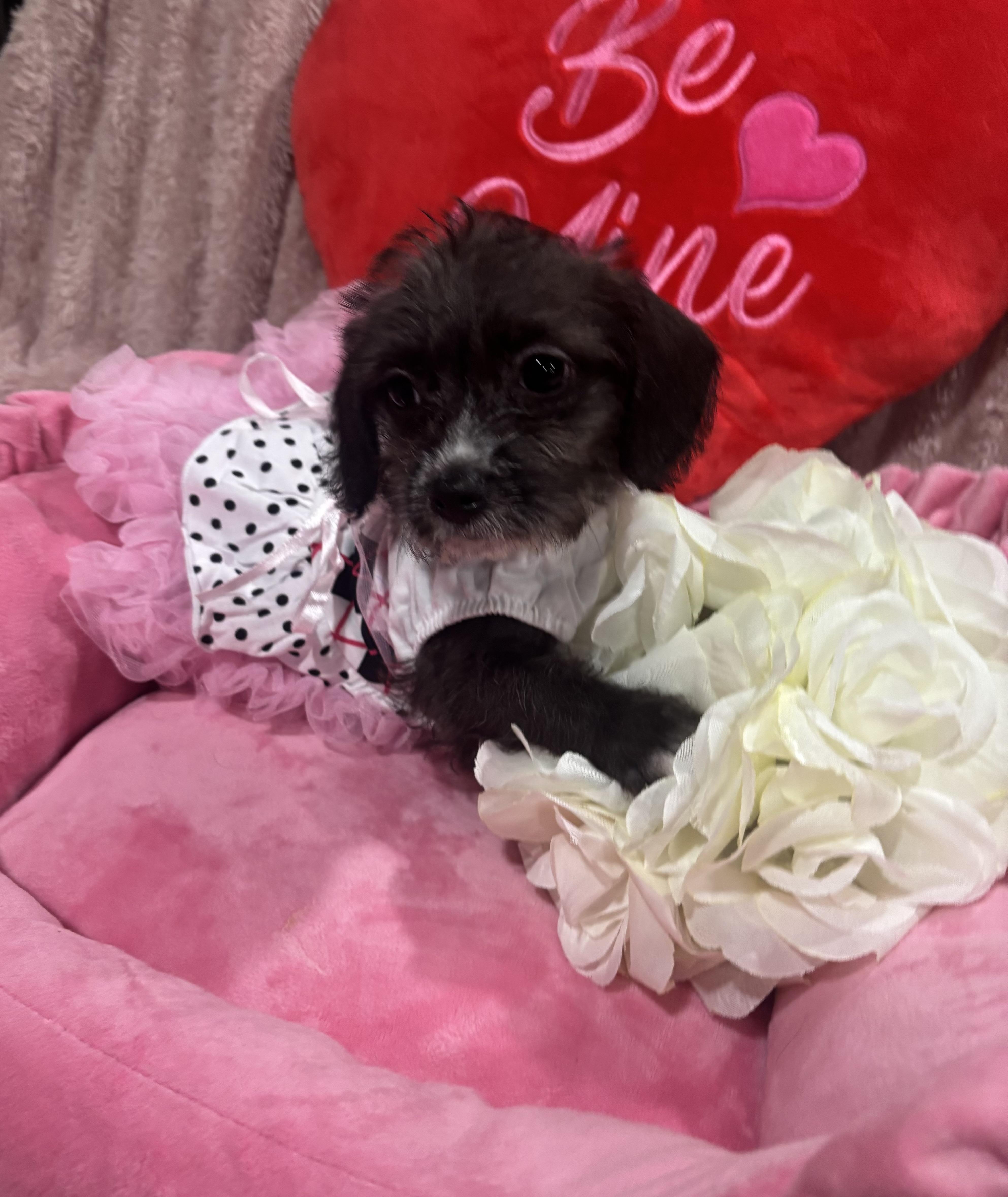 Rihanna , ADOPTABLE, Puppy Female Terrier & Miniature Poodle.