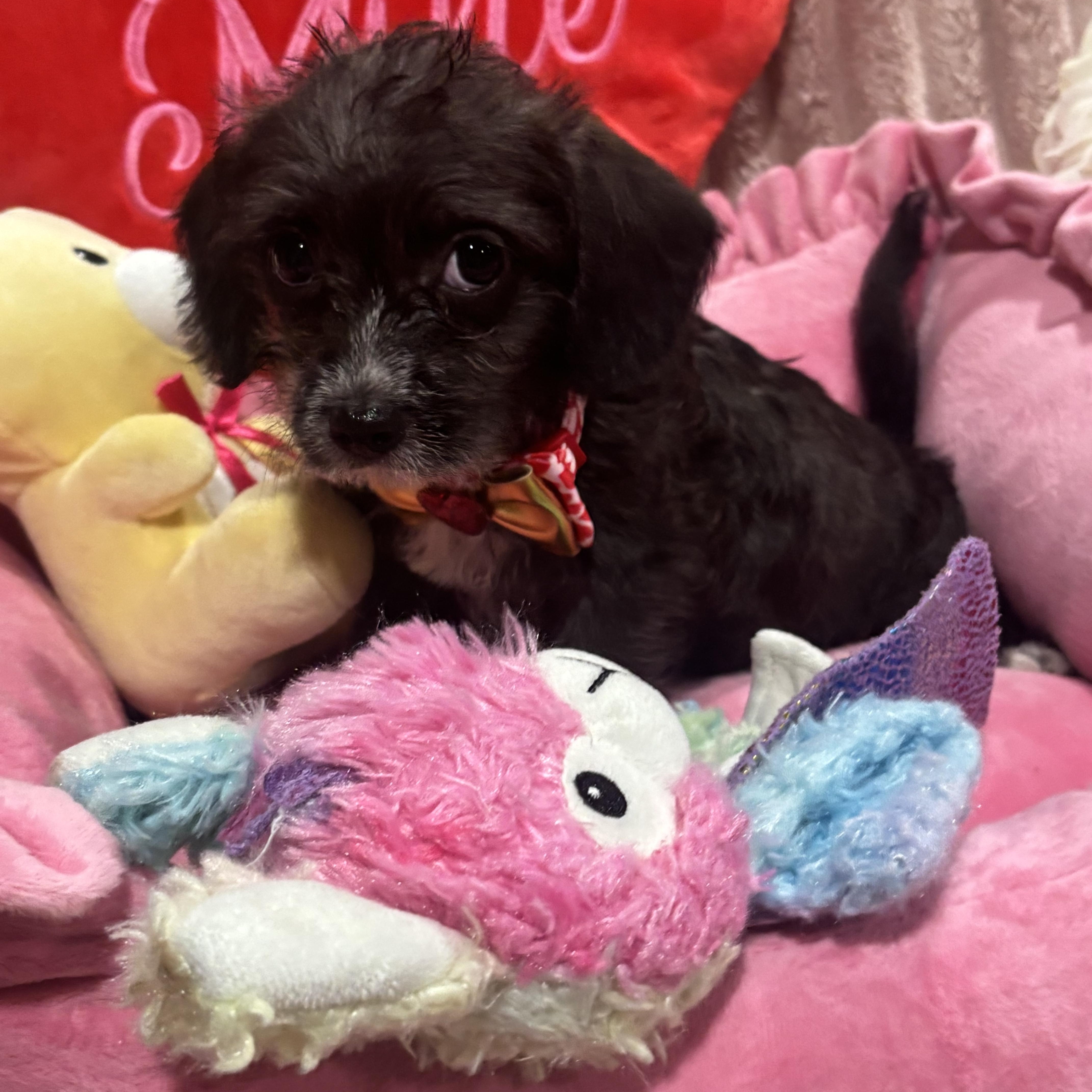 Enlarge Rihanna , a ADOPTABLE mixed breed in Foster, OR image 6/6