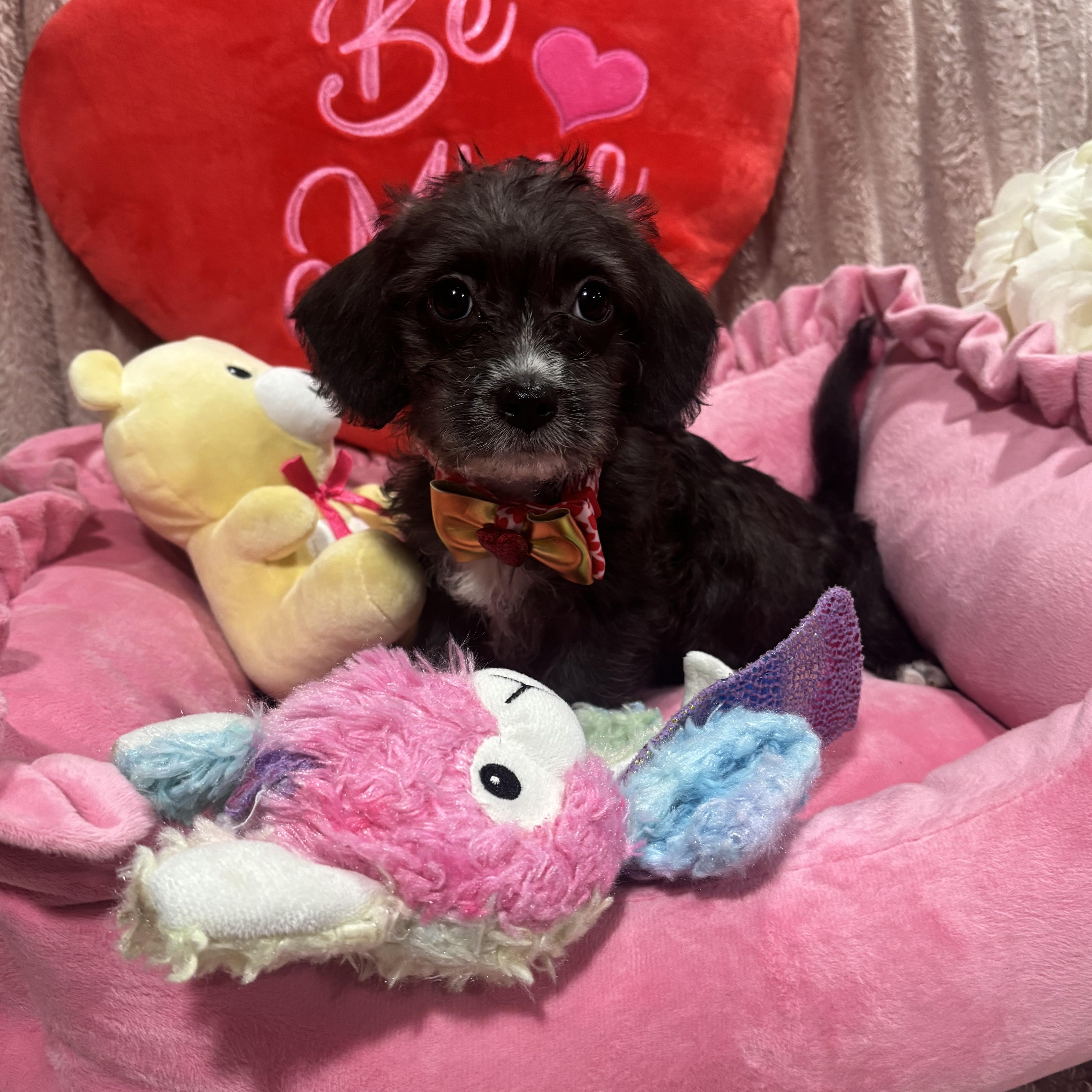 Enlarge Rihanna , a ADOPTABLE mixed breed in Foster, OR image 3/6