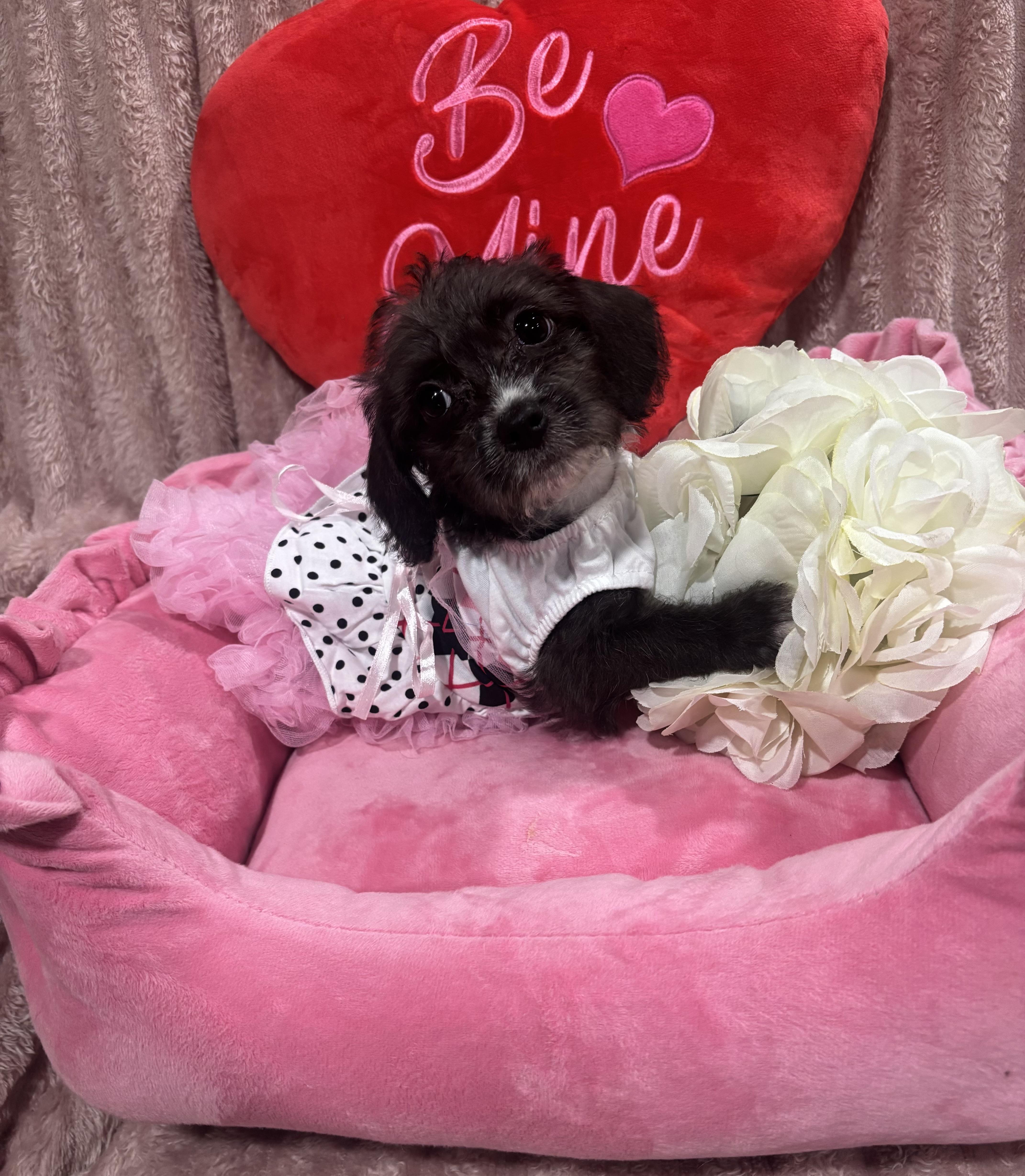 Enlarge Rihanna , a ADOPTABLE mixed breed in Foster, OR image 4/6