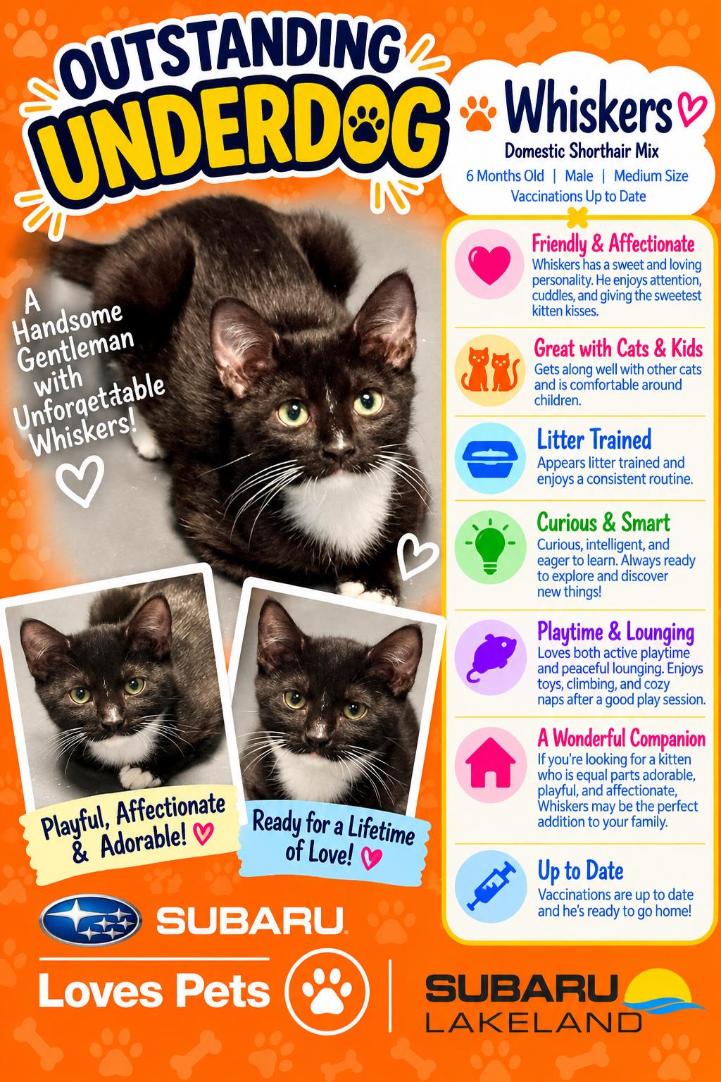 Enlarge whiskers, a Adopted Domestic Short Hair in Winter Haven, FL image 1/5