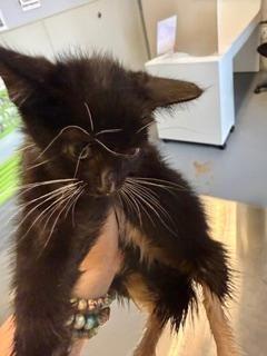 Enlarge whiskers, an adoptable Domestic Short Hair in Winter Haven, FL image 1/1