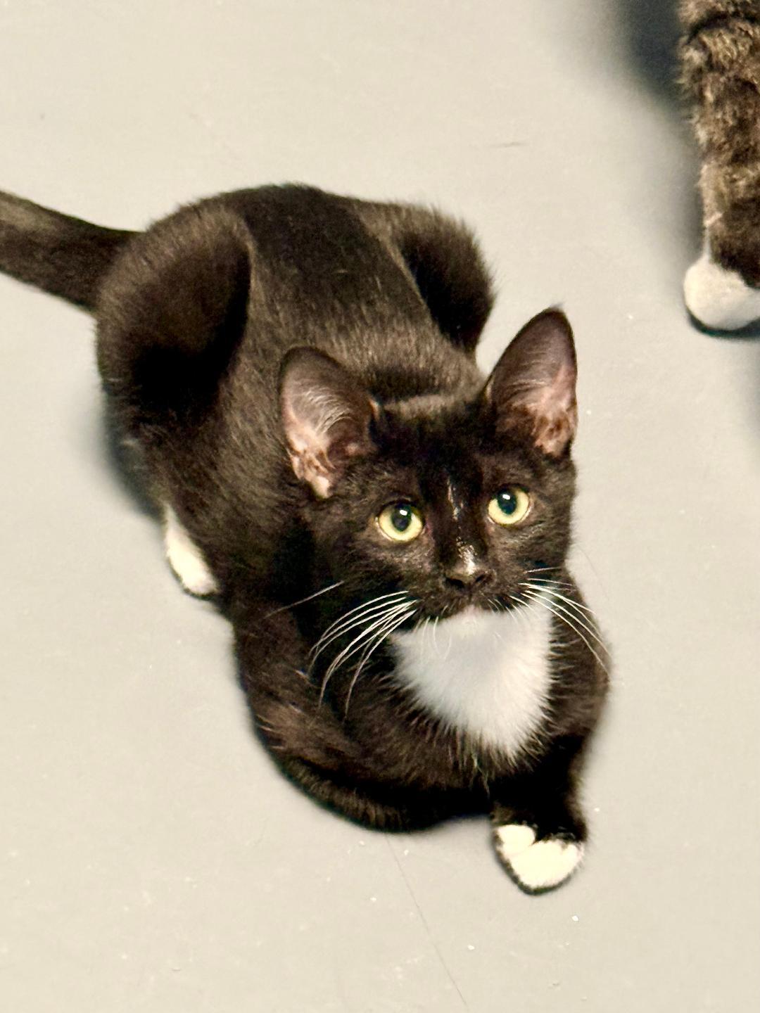 whiskers, an adoptable Domestic Short Hair in Winter Haven, FL image 2/4