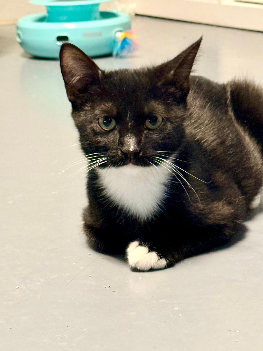 whiskers, an adoptable Domestic Short Hair in Winter Haven, FL image 3/4