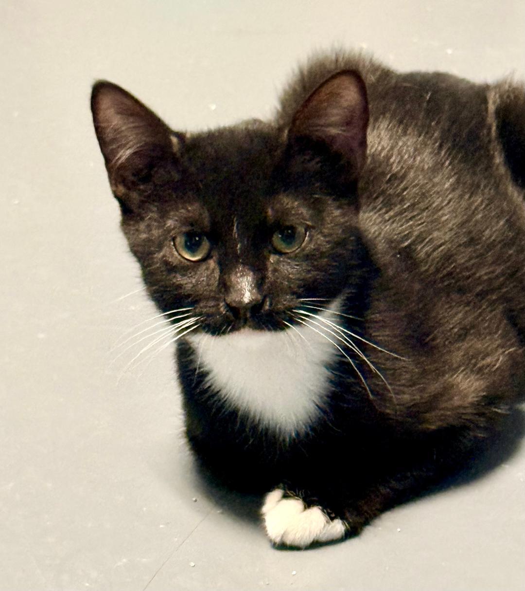 whiskers, adoptable, Kitten Male Domestic Short Hair.