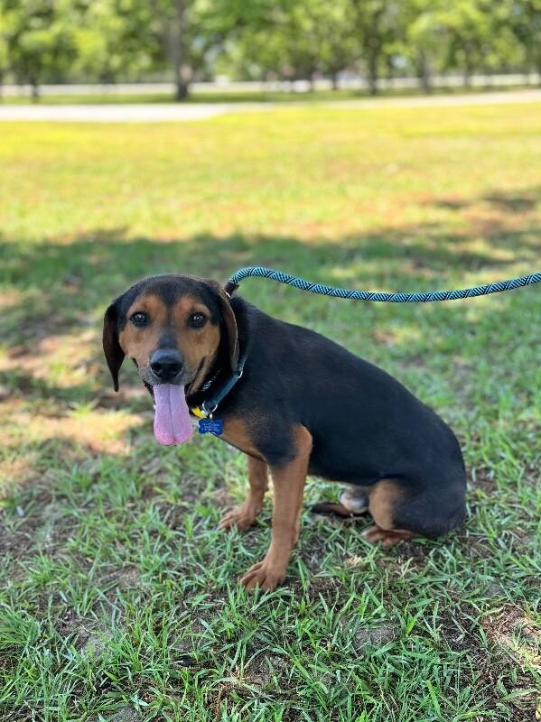 Wendall, Adoptable, Adult Male Hound & Labrador Retriever.