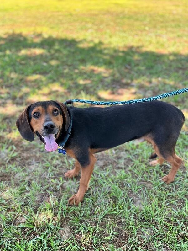 Enlarge Wendall, a Adoptable mixed breed in Berkeley Heights, NJ image 2/6