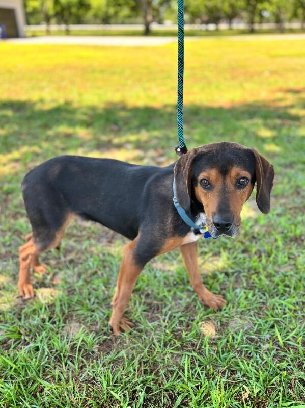 Enlarge Wendall, a Adoptable mixed breed in Berkeley Heights, NJ image 3/6