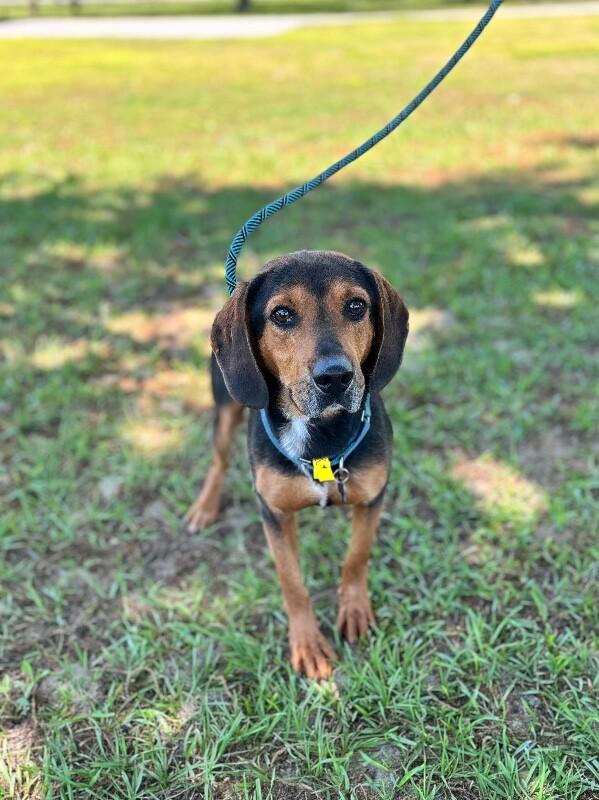 Enlarge Wendall, a Adoptable mixed breed in Berkeley Heights, NJ image 4/6