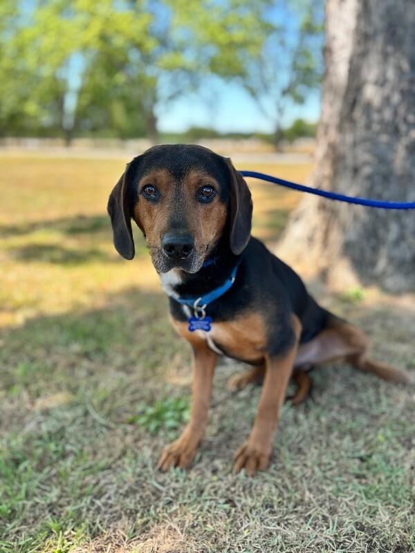 Enlarge Wendall, a Adoptable mixed breed in Berkeley Heights, NJ image 5/6